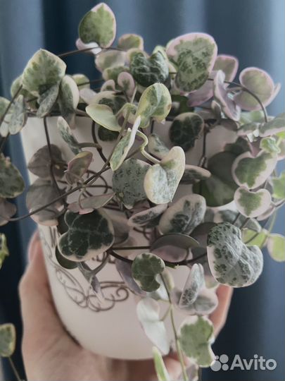 Церопегия вариегатная