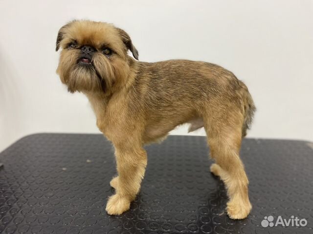 Грумер. Стрижка собак