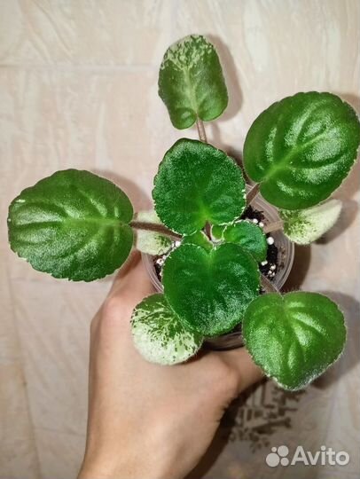 Сортовая фиалка нд -Вересковый мед