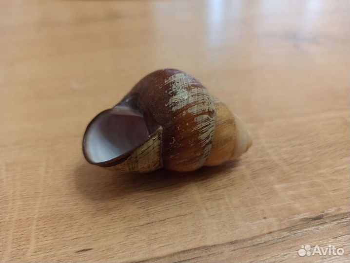 Морская раковина