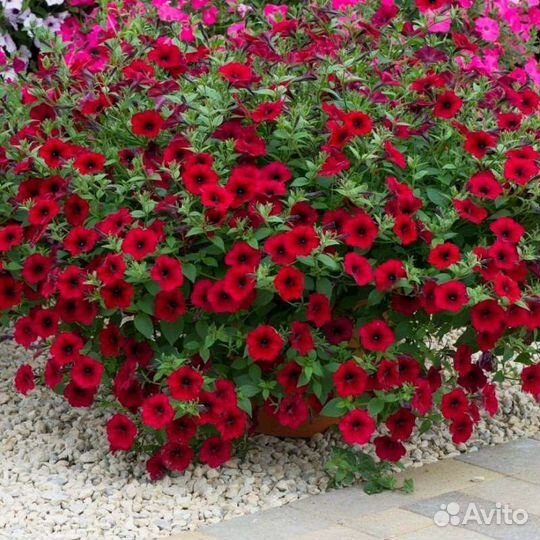 Петуния тайдал Вэйв