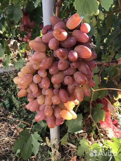 Саженцы и черенки винограда