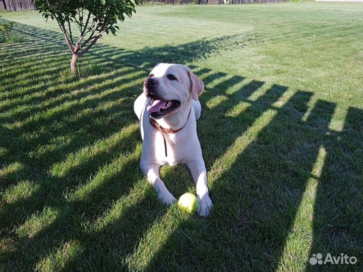 Передержка собак