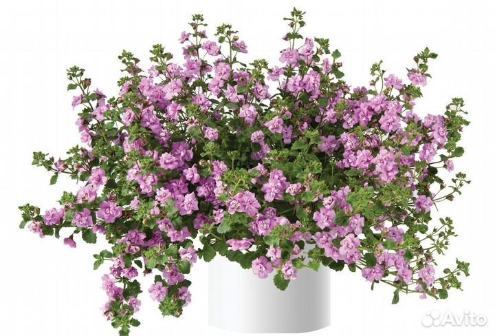 Бакопа вегетативная 7 сортов (0,1л)