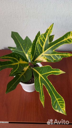 Кодиеум кротон