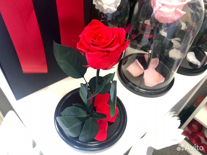 Живая роза красная + бесплатная доставка