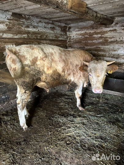 Быки на мясо живым весом