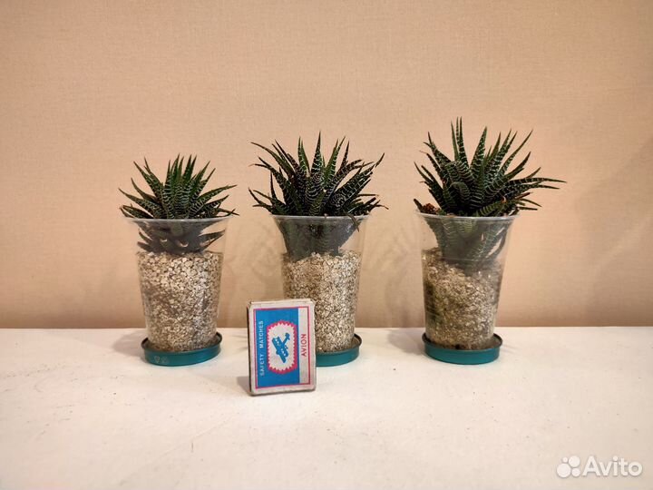 Хавортия (чуть покрупнее)