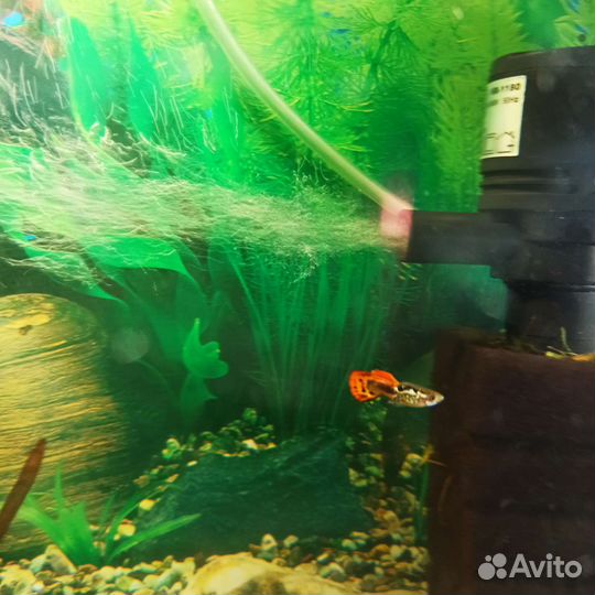 Рыбки Гуппи