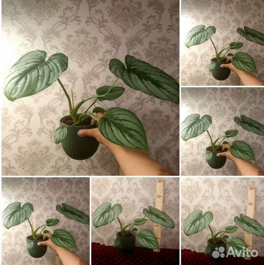 Сортовые хойи