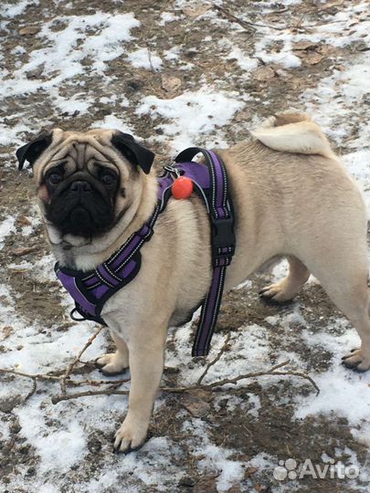 Мопс вязка мальчик