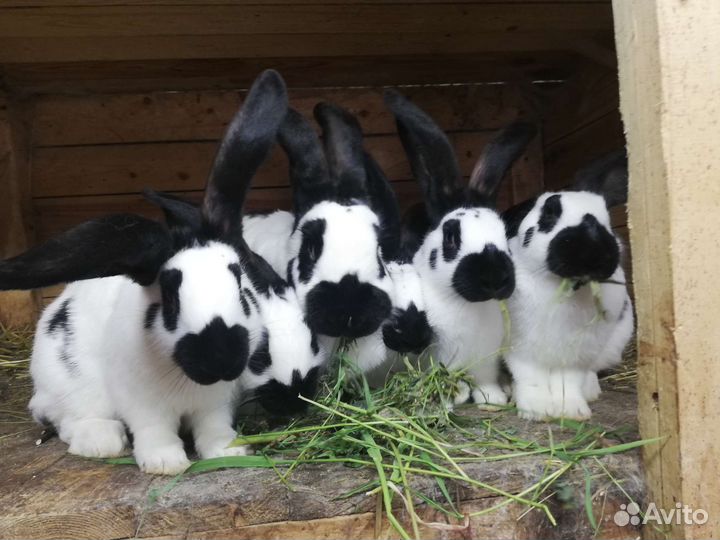 Немецкий пестрый великан (нпв)