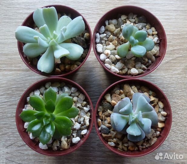 Хавортии, суккуленты