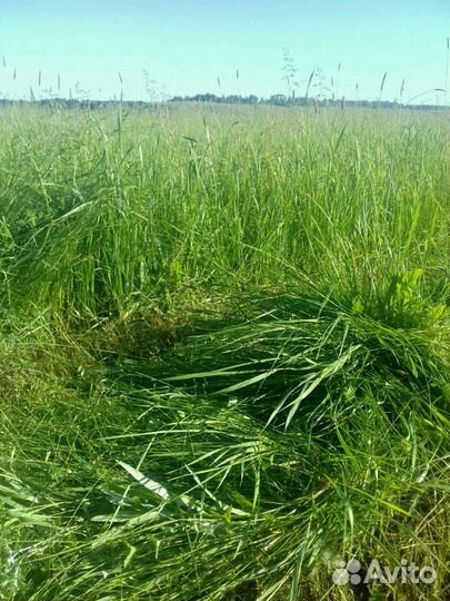 Сено в рулонах 2022 доставка