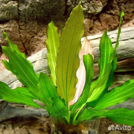 Аквариумные растения, отправлю в регионы