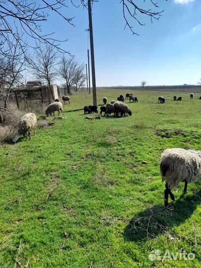 Овцы бараны