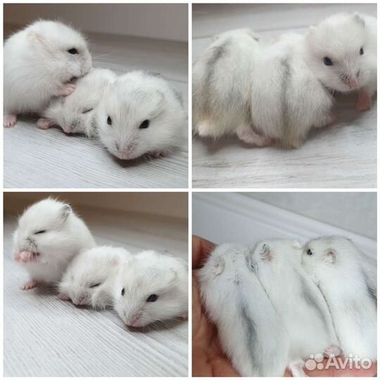 Джунгарский хомяк