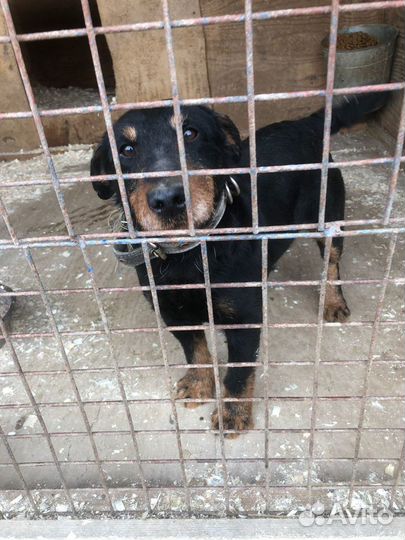 Ягдтерьер даром