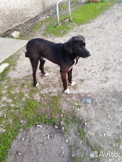 Кобель молодой