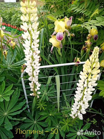 Цветы многолетники