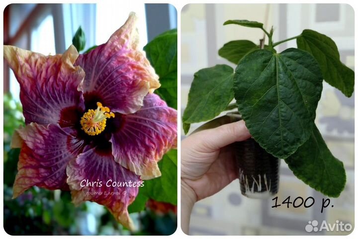 Сортовые гибискусы