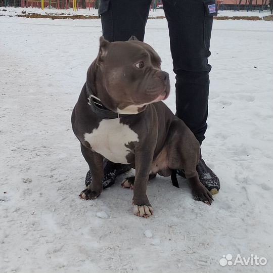 Американский булли вязка