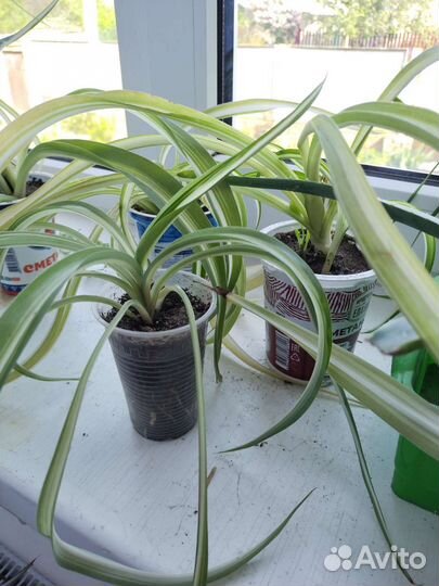 Хлорофитум кудрявый