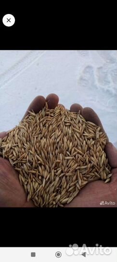 Зерно овёс в мешках