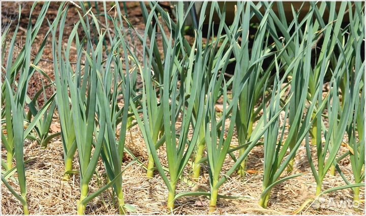 Прибыльный бизнес гарантированный доход