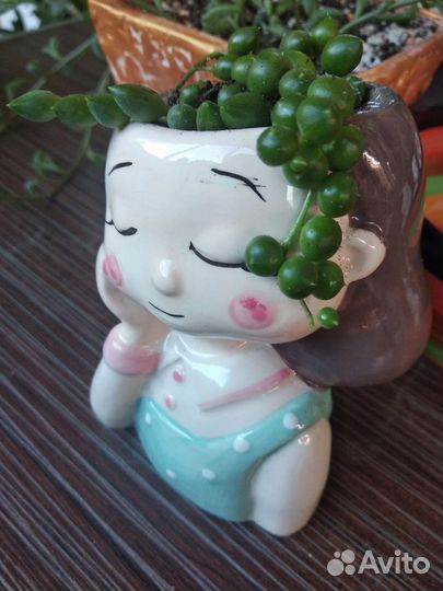 Крестовник в милом горшочке