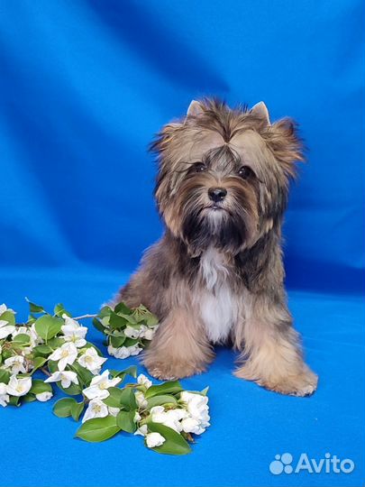 Цветной йорк