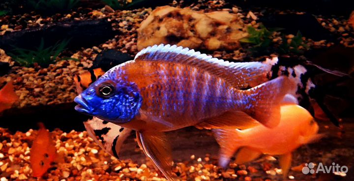 Цыхлиды Аулонокары