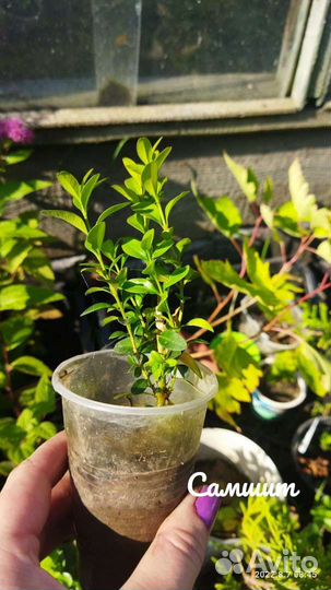 Садовые растения