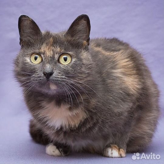 Бусинка грустит в клетке приюта