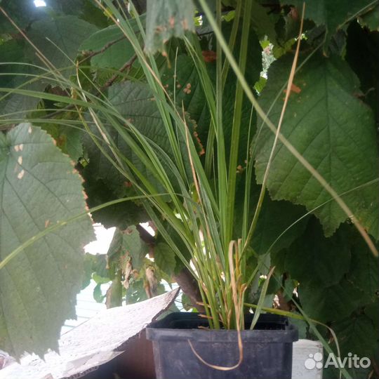 Кортадерия