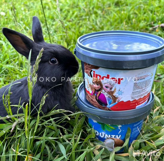 Шоколад и шоколадная паста