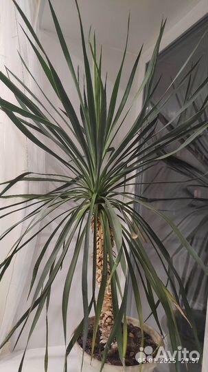 Пальма драцена, юкка