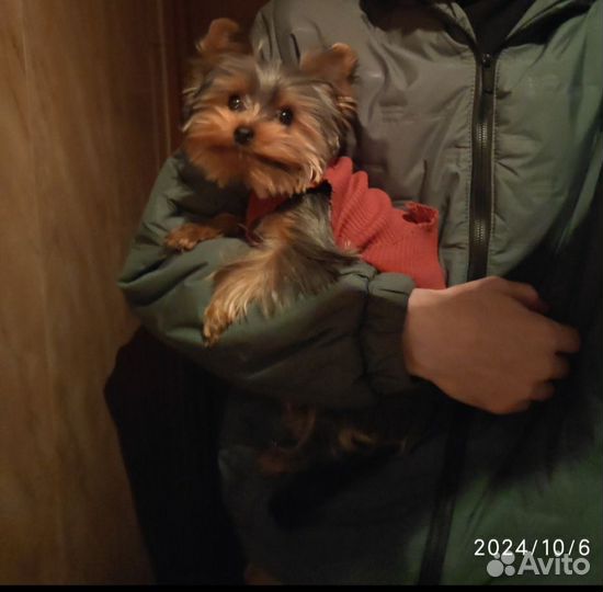 Йоркширский терьер мини