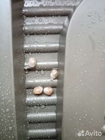 Улитки ахатины