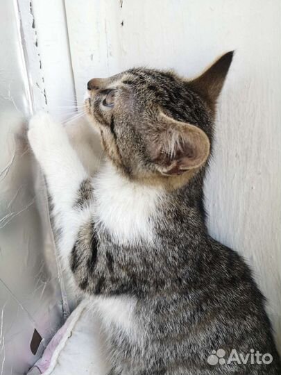 Девочка без имени