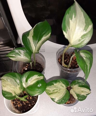 Эпипремнум