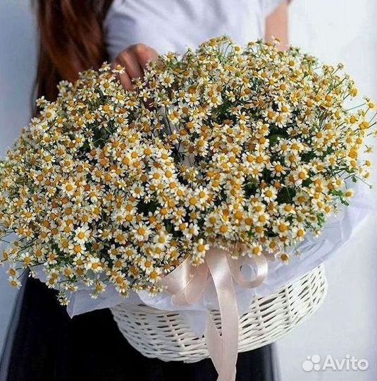 Цветы ромашки