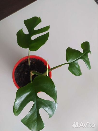 Монстера минима, рафидофора