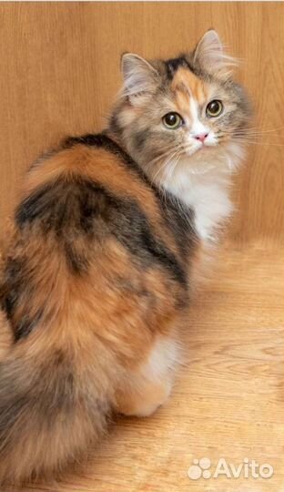 Шотландская кошка