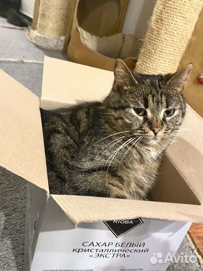 Котики бесплатно в добрые руки