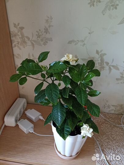 Домашние растения цветы