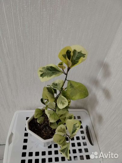 Фикус триангулярис коконат крем