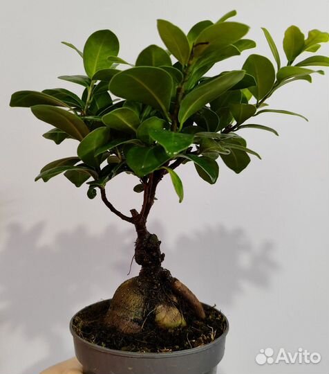 Фикус гинсенг