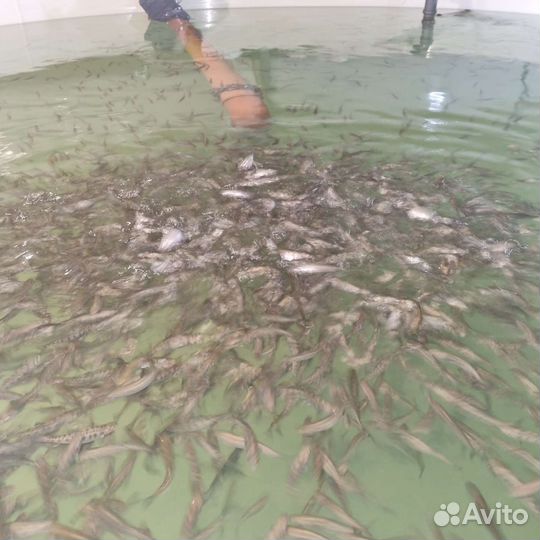 Радужная форель малек