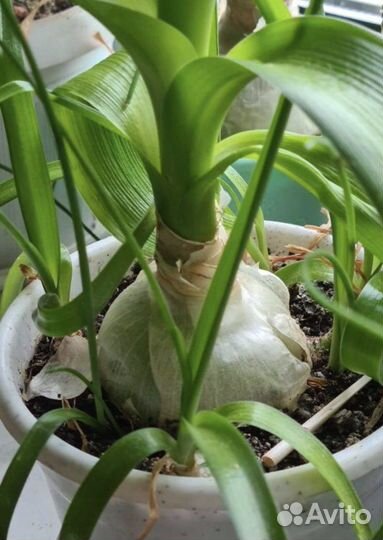 Индийский лук, золотой ус